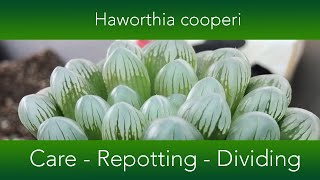 Haworthia cooperi  How to grow and repot the Window or Crystal Succulent [upl. by Saeger95]