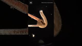 Watch a leech use its body to entomb and eat worms 🪱 [upl. by Drake590]