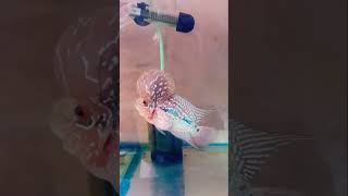 অনেক কম দামে Flowerhorn fish পাবেন Flowerhorn fish farm Serampore aquarium fish shop [upl. by Tooley]