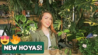 5 new variegated  wishlist Hoyas 🌿 Plant haul  repotting to pon [upl. by Anrahc]