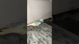 Budgies in Action Flying and Playing Outside the Cagebirdslover parrot babybudgies birdslover [upl. by Aronal]