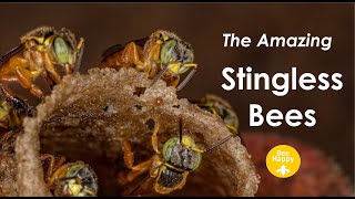 Amazing Stingless Bees [upl. by Amehr]