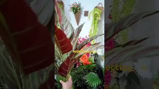 Red green stripe leaf plant plants showpiece homedecor [upl. by Quartana]