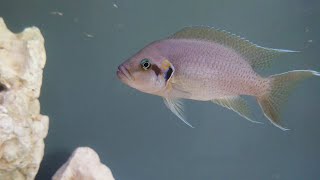 Fairy cichlids Neolamprologus brichardi cichlid pair with fry [upl. by Gualterio83]