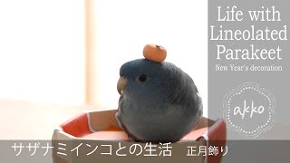 Life with Lineolated Parakeet 016 New years decoration サザナミインコとの生活 正月飾り [upl. by Feinberg]