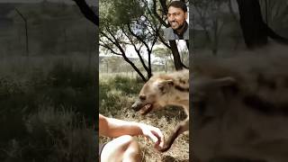 Lakadbagha 🐈😽animals hyena wildlife spottedhyena dog cute deanschneider lakadbaggha animal [upl. by Gaiser228]