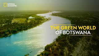 The Green World of Botswana  Africas Deadliest  Full Episode  S07E01  हिंदी  NatGeoIndia [upl. by Chang]