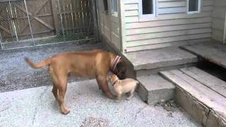 Bullmastiff Puppies 8 weeks old [upl. by Mosi891]