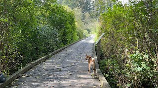 Shiba Inu goes on hike at Campbell Valley Regional Park [upl. by Loesceke]