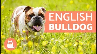 ENGLISH BULLDOG  Traits and TRAINING [upl. by Kress]