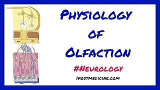 Physiology of Olfaction  Neurology [upl. by Bakemeier]