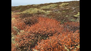 Soberanes Canyon and Garrapata Bluff Trails Big Sur CA [upl. by Ashly]