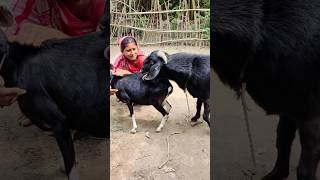 Goat Farming Business Idea। animal lover shortvideo shorts sortsvideo 2024 sorts ৫dec e২ [upl. by Olga]