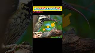 Revealing some secret of woodpecker ll Virendra Pankaj amazing bird knowledge shorts [upl. by Hahn198]