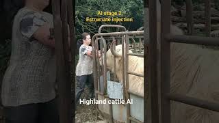 Stage 2 for AI Estrumate injection Synchronization cattle farming AI homestead highlandcow [upl. by Anileh]