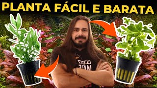 🔴UMA DAS MELHORES PLANTAS PARA INICIANTES  HYGROPHILA POLYSPERMA  Mr Betta [upl. by Tallia]