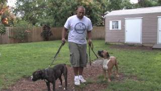 Dog Training  Socializing Aggressive Dogs [upl. by Crowns741]