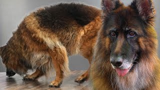 German Shepherd Farm Dog Goes From Beast To Beauty [upl. by Attwood]