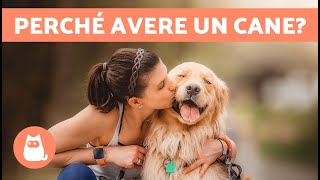 10 BENEFICI di AVERE un CANE 🐶✅  Perché adottare un cane [upl. by Lamrouex909]