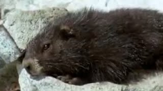 Cute Marmots Waking Up from Hybernation  BBC Studios [upl. by Atnuahs]