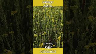 Stiff Goldenrod Solidago Rigida [upl. by Solahcin]