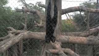 Siamang Howling at the Omaha Zoo [upl. by Nosyla156]