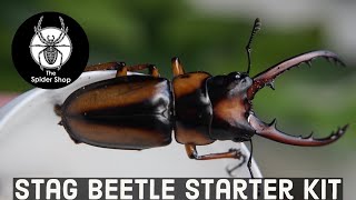 The Spider Shop Stag Beetle Starter Kit [upl. by Samale]