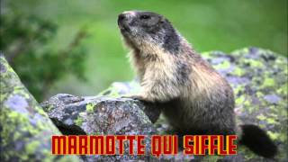 MARMOTTE QUI SIFFLE le CRI de la MARMOTTE [upl. by Gentry]