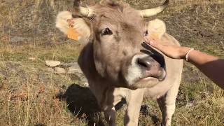 Me Encuentro con unas Vacas en la Montaña 🐄 Doy de Comer a los Caballos [upl. by Salahi]