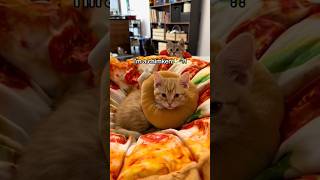 Clementine 🍗 post 🍒surgery spayandneuter babykittens cat foster kitten fosterlove catbaby [upl. by Spears]