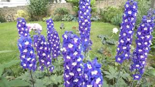 Delphinium Nimrod Larkspur [upl. by Durkee311]