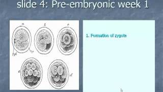 Slide 4 Preembryonic week 1 [upl. by Arocet843]