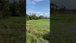 Orlando Wetlands floridanature [upl. by Sophey]