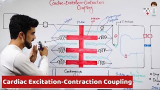 Cardiac Excitation Contraction Coupling Physiology 29 [upl. by Biagio]