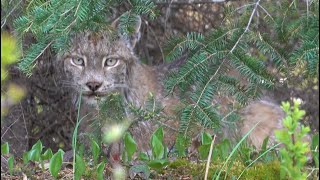 Lynx Encounter on Beautiful River Camping Trip  Onaping River [upl. by Dottie617]