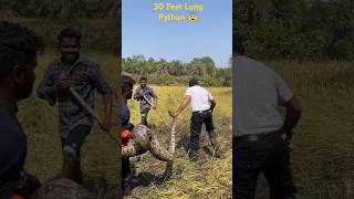 30 Feet Long Python Rescue 😨 snake rescue python [upl. by Toomin]