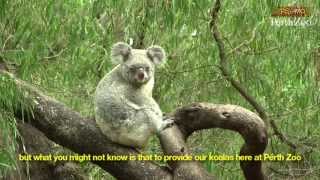 Feeding Perth Zoos koalas [upl. by Chernow]