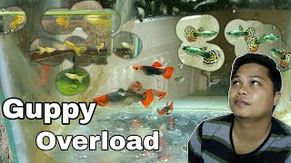 Guppy Fish The best and High Quality guppies Part 1  Fish vlog  Guppies OverLoad [upl. by Ellennod]