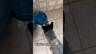 Alguém me explica pfv 🫠 viral videosdecachorros blueheeler boiadeiroaustraliano doglover [upl. by Hafirahs]