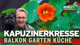 Meine Wunderpflanze für Balkon Garten Küche und das Immunsystem  Horst sein Schrebergarten [upl. by Moshell327]