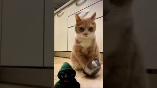 Cats bowl😂 funny funnyanimals funnyshorts shorts short wooppseytv [upl. by Colligan]