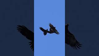 Wedgetailed eagle Australias largest birdsofprey 🌞🦅😱 birds wildlife shortvideo australia [upl. by Finella]