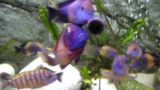 Tropheus Red Rainbow [upl. by Eirelav]