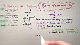 Metabolismo dos lipídeos Jejum e Bem alimentado  Bioquímica [upl. by Netnerb]