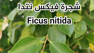 شجرة فيكس نتدا Ficus nitida [upl. by Colver]