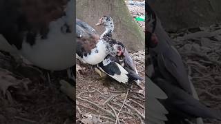 Muscovy Ducks Fighting [upl. by Nairrot792]