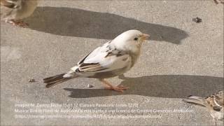 GORRION ALBINO EN LA CALETA CADIZ UNO ENTRE UN MILLON AVE AÑO 2016 IMAGEN M CASTRO LUMIX TZ70 [upl. by Alegnat]