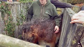 Exmoor Pony inspection and conservation grazing [upl. by Pedrotti769]