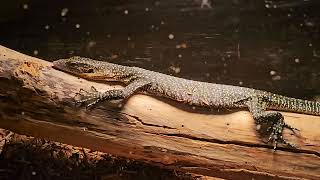 mangrove monitor yearling 2024 [upl. by Malha]