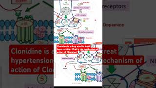 Clonidine is a drug used to treat hypertension What is the mechanism of action of Clonidine [upl. by Pliske]